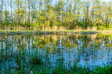 Obraz premium Beautiful lake in the forest on summer
