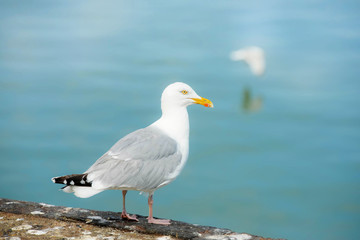 Fototapeta na wymiar seagull close up on the seashore