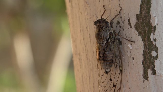 4K Horsefly, Gadfly, Insect, Fly, Flyer on Tree Lefkada Greece, Dangerous Botfly
