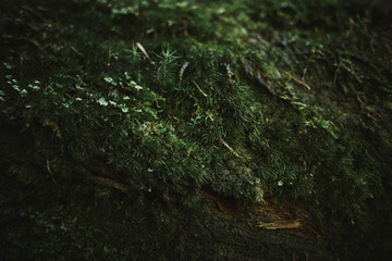 Close up of tree bark covered with green moss