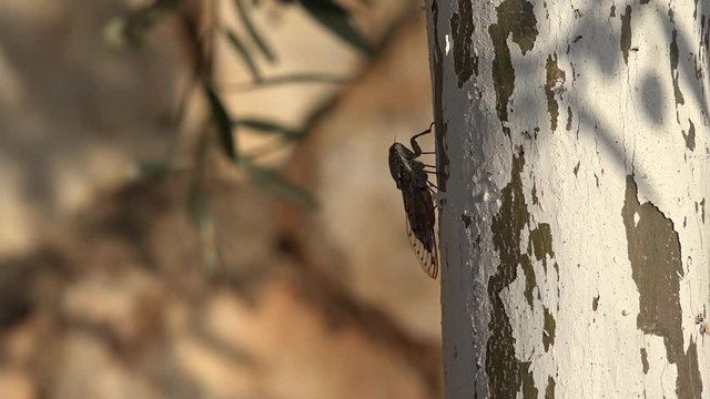 4K Horsefly, Gadfly, Insect, Fly, Flyer on Tree Lefkada Greece, Dangerous Botfly