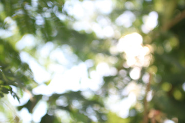 Nature Bokeh background with flowers and leaves