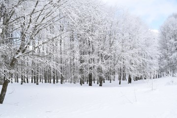 forest in winter