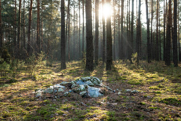 Pile of rubbish left in the woods - plastic waste problem
