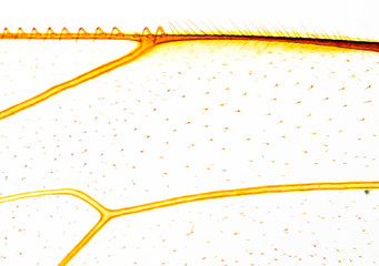 bee wing - microscopic view
