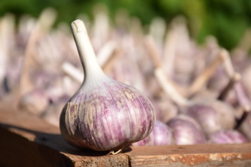 Organic garlic. Macro Photo food garlic bulb