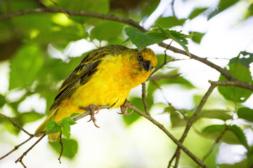 Close up of a Cape Weaver (Ploceus capensis) sitting on a branch with long claws and a piercing glance, South Africa