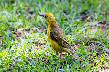Cape Weaver (Ploceus capensis) foraging in the grass, South Africa