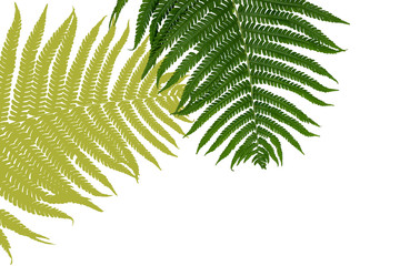 Fresh background with colored leaves of fern on a white background. Creative background