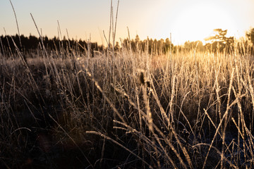 Fototapeta premium Dry grass on field at sunset in winter