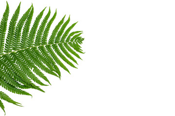 Green leaf of fern isolated on white background
