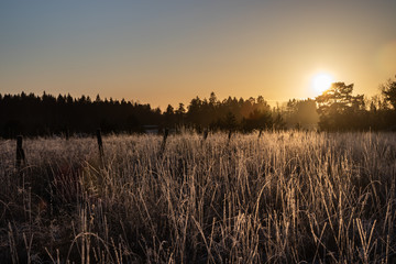Obraz na płótnie Canvas Dry grass on field at sunset in winter