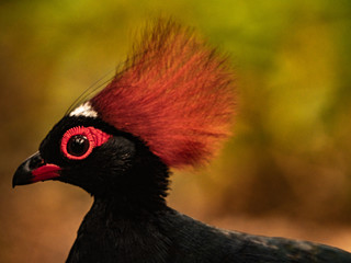 Exotic Bird