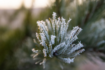 Pine tree needles with hoarfrost at winter day.