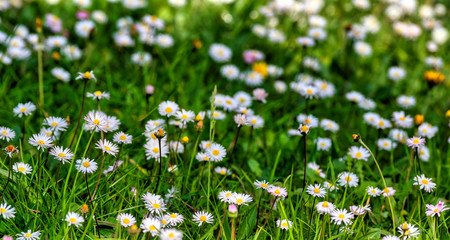 white daisy in a garden