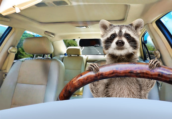 Portrait of a funny raccoon driving a car © sonsedskaya
