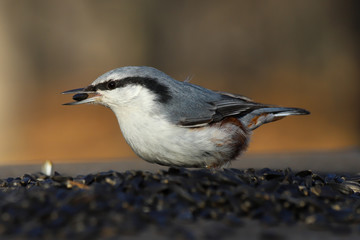 The Eurasian nuthatch (Sitta europaea) with the sunflower seed in its beak