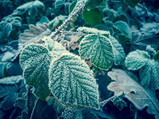 Close up of frost on leaves in winter