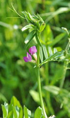 Black sown black pea (Vicia sativa subsp. nigra) blooms in the meadow