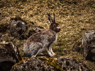 Rabbit on the Faroe Islands