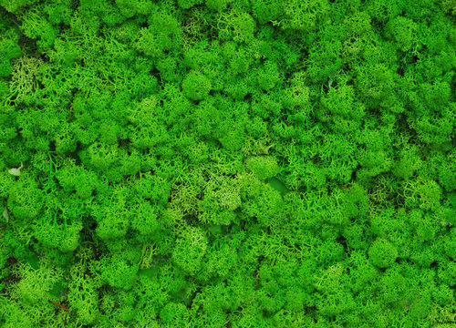 Texture of green stabilized moss. Decorative background