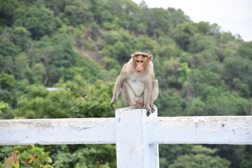 tamilnadu monkey © logesh
