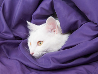 A white domestic cat with beautiful yellow eyes wrapped in a purple blanket. favorite pet resting in a warm sleeping bag