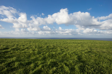 Fototapeta na wymiar meadow with green grass and clouds over the sea