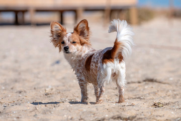 Small puppy on the sandy beach