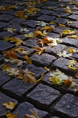 Maple leaves on cobblestones in a ray of the sun