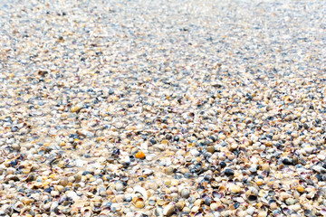 Natural wet sand and sea shells background