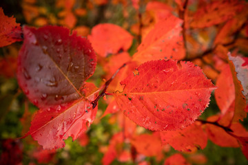 A beautiful red leaves of the aronia bush in autumn. Bright natural pattern in the garden. Latvia, northern Europe.