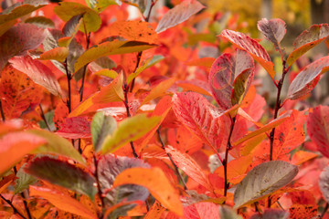 A beautiful red leaves of the aronia bush in autumn. Bright natural pattern in the garden. Latvia, northern Europe.
