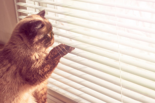 Cute kitten sitting on the window and looking in to the window