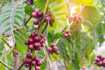 Coffee beans ripening, fresh coffee beans on coffee tree