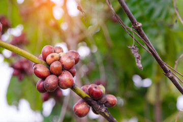 Coffee beans ripening, fresh coffee beans on coffee tree