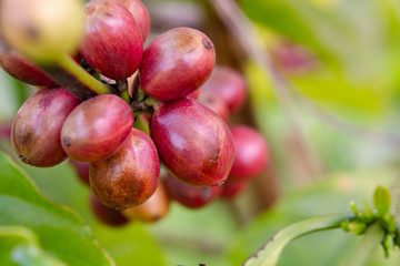 Coffee beans ripening, fresh coffee beans on coffee tree