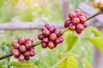 Coffee beans ripening, fresh coffee beans on coffee tree