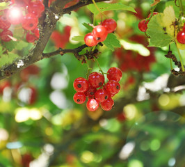 Fototapeta premium Bunch of ripe red currants on a green bush on a sunny summer day