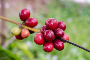 Coffee beans ripening, fresh coffee beans on coffee tree