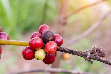 Coffee beans ripening, fresh coffee beans on coffee tree