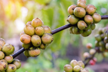 Coffee beans ripening, fresh coffee beans on coffee tree