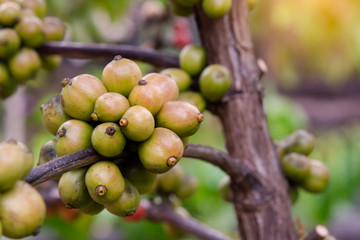 Coffee beans ripening, fresh coffee beans on coffee tree