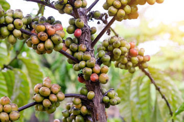 Coffee beans ripening, fresh coffee beans on coffee tree