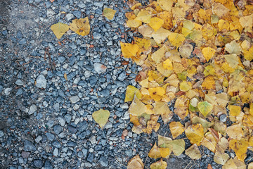 fallen colored leaves lie on the rocky side of the asphalt road