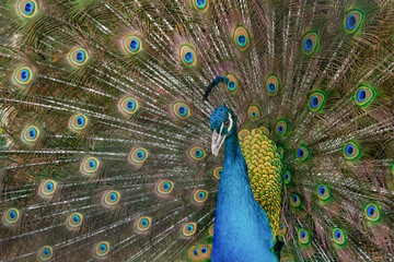 Obraz premium Peacock to spread his tail, showing its feathers. Close up portrait of peacock