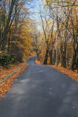 The winding road in the autumn park, the roadsides are strewn with fallen leaves
