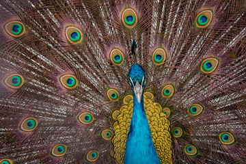 Obraz premium Peacock to spread his tail, showing its feathers. Close up portrait of peacock