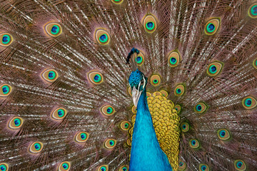 Obraz premium Peacock to spread his tail, showing its feathers. Close up portrait of peacock