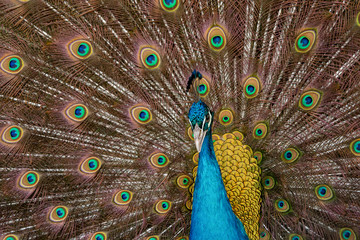 Obraz premium Peacock to spread his tail, showing its feathers. Close up portrait of peacock